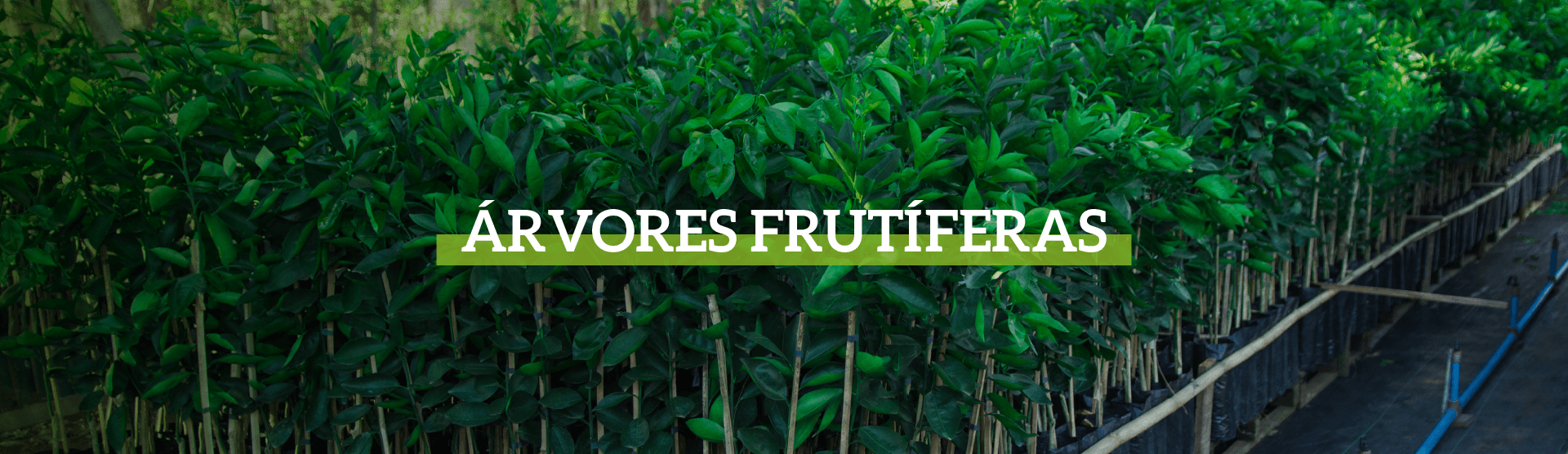 banners_arvore_frutifera