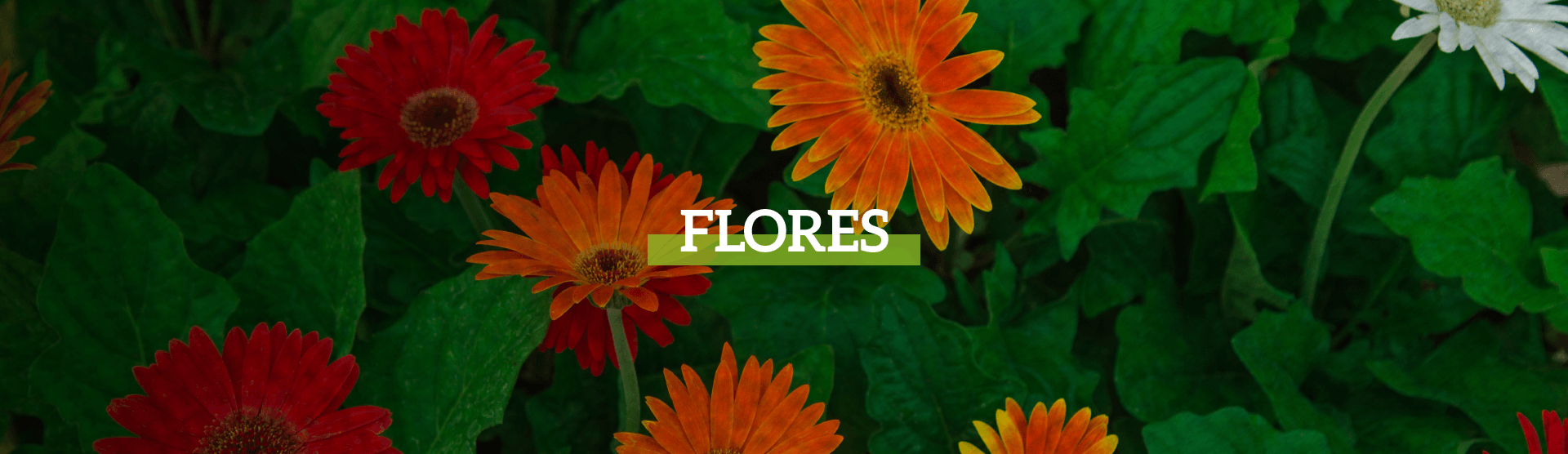 banners_flores