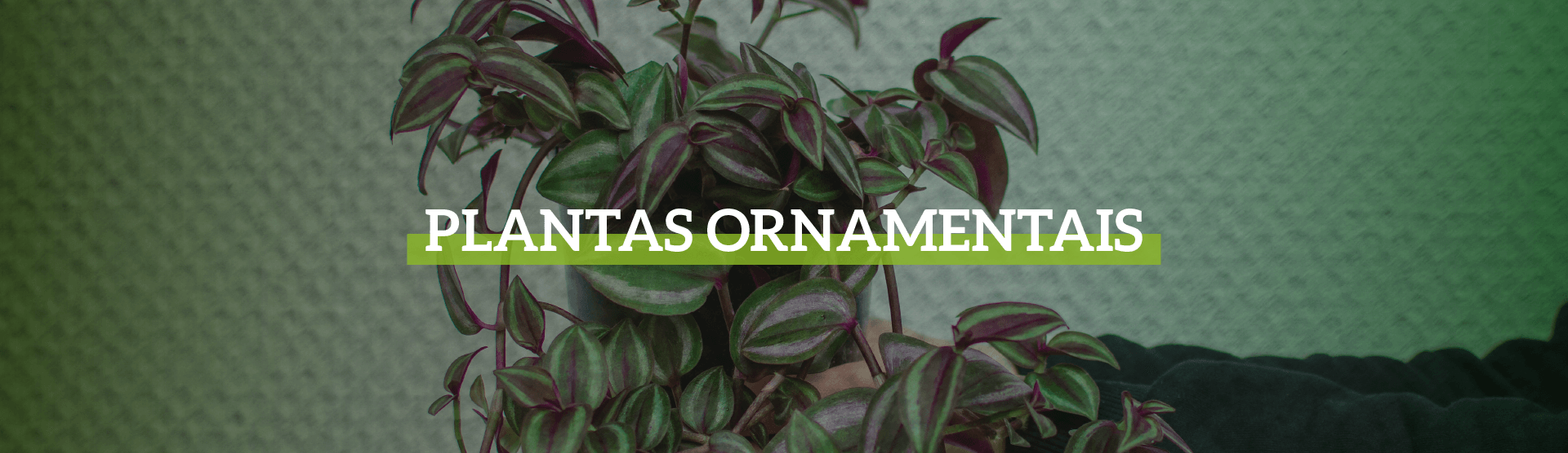 banners_planta_ornamental