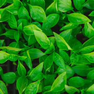 PIMENTÃO HÍBRIDO VERDE 