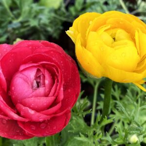 RANÚNCULUS