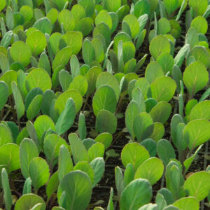 REPOLHO HÍBRIDO VERDE 