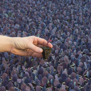 REPOLHO HÍBRIDO ROXO 