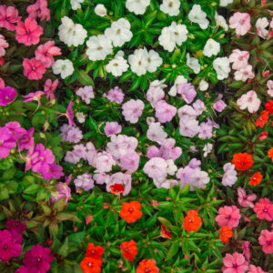 SUNPATIENS