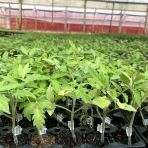 TOMATE HÍBRIDO SALADETE 