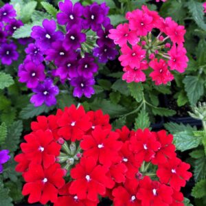 VERBENA