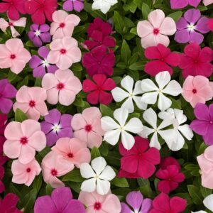 VINCA