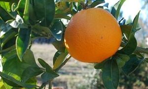 LARANJA FOLHA MURCHA ENXERTADA