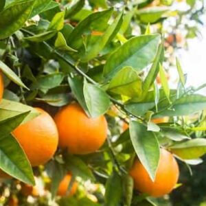 LARANJA VALÊNCIA ENXERTADA